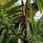 Oncocalamus mannii Leaf