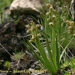 Chamorchis alpina Habitus