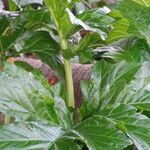 Acanthus mollis Bark