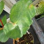 Begonia sanguinea 葉
