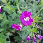 Epilobium hirsutumBlüte