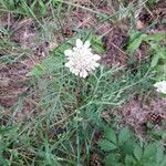 Scabiosa ochroleucaFlower