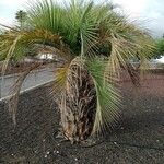 Butia capitata पत्ता