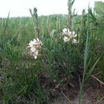 Oenothera suffrutescens Hábitos