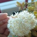 Sedum adolphi Flower