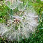 Tragopogon dubius Fruit