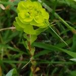 Euphorbia pterococca Flower