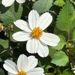 Bidens pilosa Flower