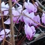 Cyclamen hederifolium花