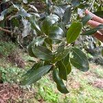 Laurus novocanariensis Лист
