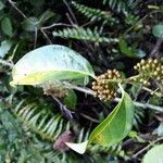 Piper borbonense Leaf