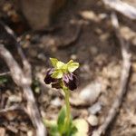 Ophrys lupercalis Mosusu