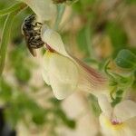 Antirrhinum sempervirens Kukka