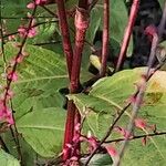 Persicaria virginiana Corteza