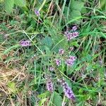 Mentha x piperita Blüte