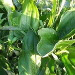 Echinodorus grandiflorus Folha