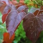 Cercis canadensis Feuille