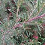 Grevillea rosmarinifolia Blatt