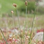 Carex stenophylla Hábito