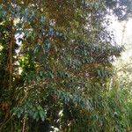 Miconia mirabilis Habit