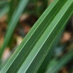 Carex pendula Feuille