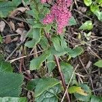 Sedum telephium Habit