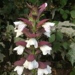 Acanthus mollisOther