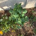 Solanum pimpinellifolium Leaf