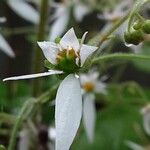 Saxifraga stolonifera Blomst