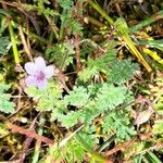 Erodium lebelii ശീലം