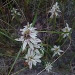 Monarda punctataBloem