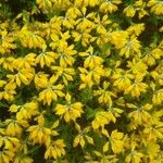 Genista hispanicaFloro