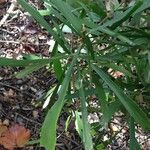 Phyllanthus epiphyllanthus Hábito