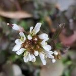 Cardamine hirsuta Flower