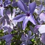 Phlox divaricata Λουλούδι