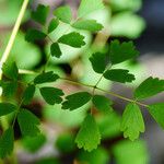 Thalictrum aquilegiifolium Hoja