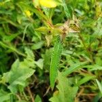 Ludwigia alternifolia Leaf