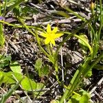Hypoxis hygrometrica Flower
