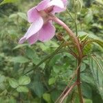 Impatiens hawkeriBlomma