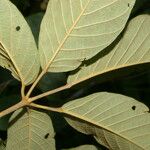 Handroanthus chrysanthus 叶