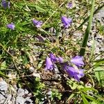 Campanula rotundifoliaKvet