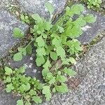 Papaver alpinum Frunză