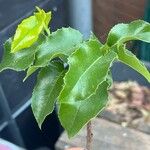 Prunus ilicifolia Leaf