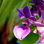 Dendrobium victoriae-reginae Кветка