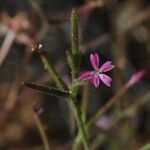 Dianthus nudiflorus ശീലം