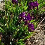 Iris pumila Flower