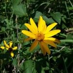 Heliopsis helianthoides (L.) SweetFlower