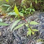 Ageratina riparia Folha