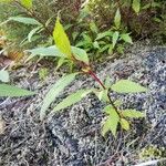 Ageratina riparia Leaf