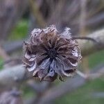 Abutilon grandifolium Fruit